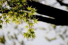 春のもみじでしょうか