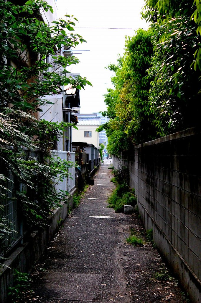 裏道です02