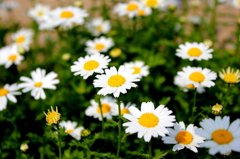 広場で花を売ってました