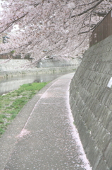 散歩道に春が来た