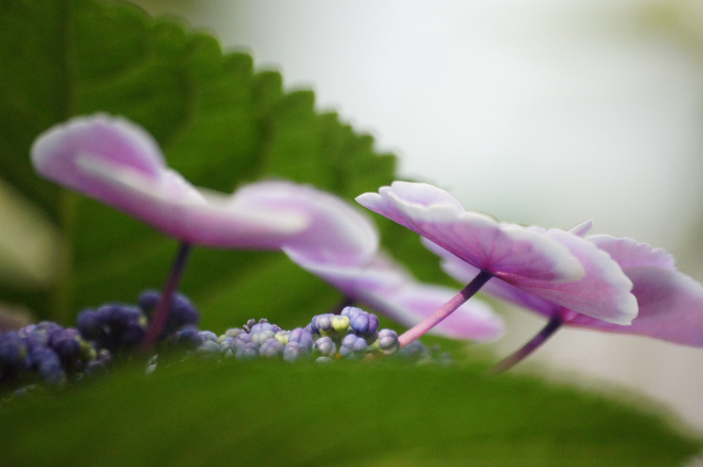 すこやかに（紫陽花）