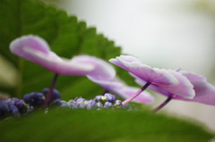 すこやかに（紫陽花）