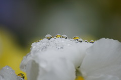 花びらの上のビー玉？