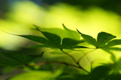 もみじ　すこやかに！！