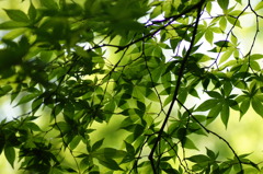 もみじ　光と影