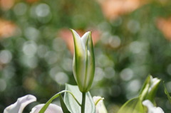 もうすぐ咲くよ♪♪