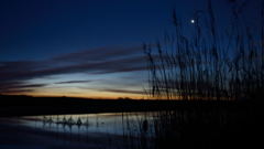 夢から醒めた葦は、揺れる