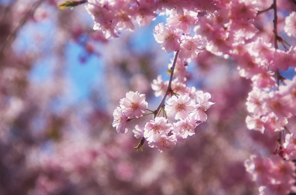 Cherry blossom