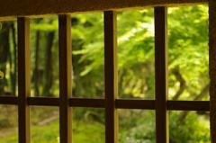 ただ新緑を思ふ