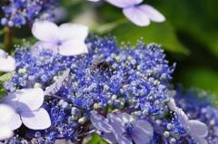 紫陽花を浴びる朝