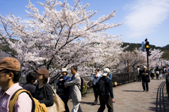 京都動物園前・桜2