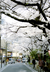 木屋町桜