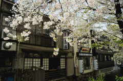 木屋町桜