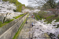 線路跡地で桜撮り