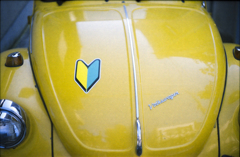 初心者ビートル