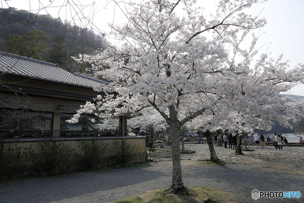 2018京都・嵐山2