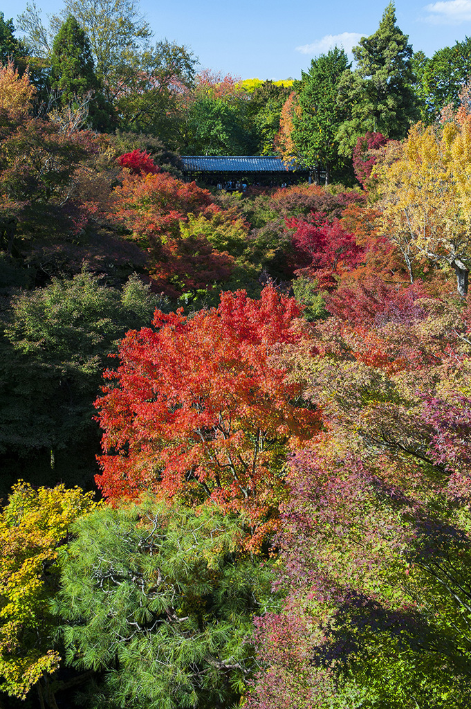撮るのが早かった紅葉2013