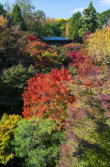 撮るのが早かった紅葉2013