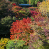 撮るのが早かった紅葉2013
