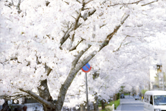 河原町桜