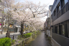 木屋町桜