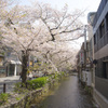 木屋町桜