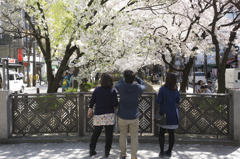 木屋町2015桜2