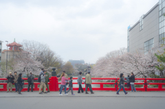 岡崎桜