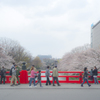 岡崎桜