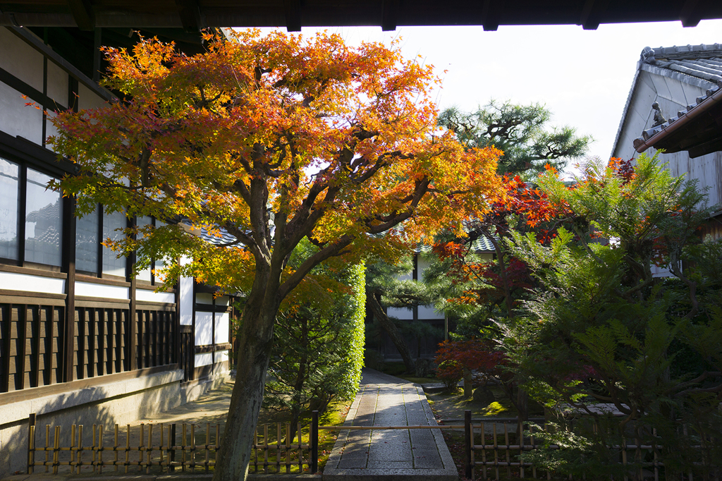 とある神社と紅葉
