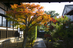 とある神社と紅葉