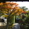 とある神社と紅葉