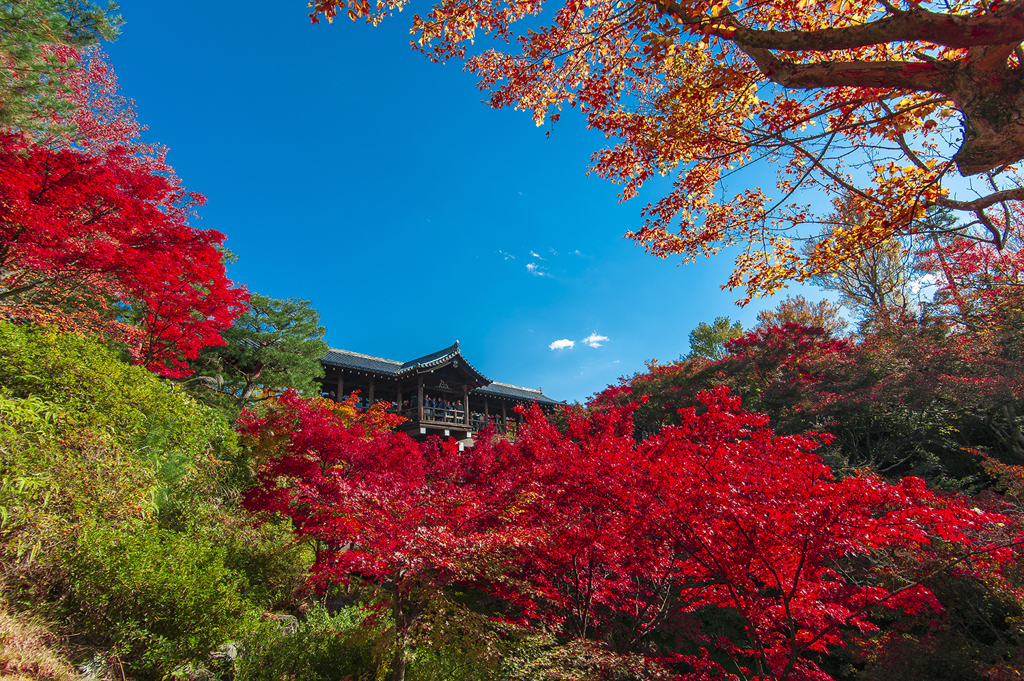 紅葉・興福寺2013