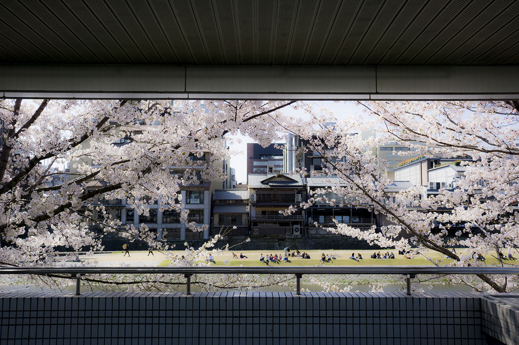 鴨川2015桜2