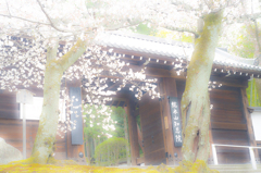 知恩院・桜