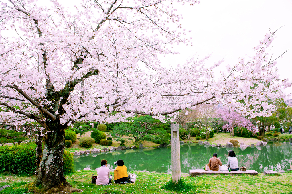 春が来た！桜に集う