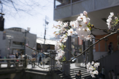 木屋町2015桜4