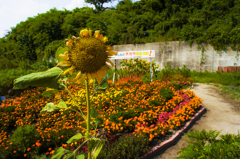 宮城・石巻に花で願い
