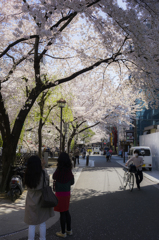 木屋町2015桜3