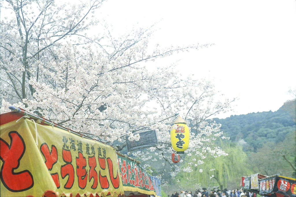縁日桜