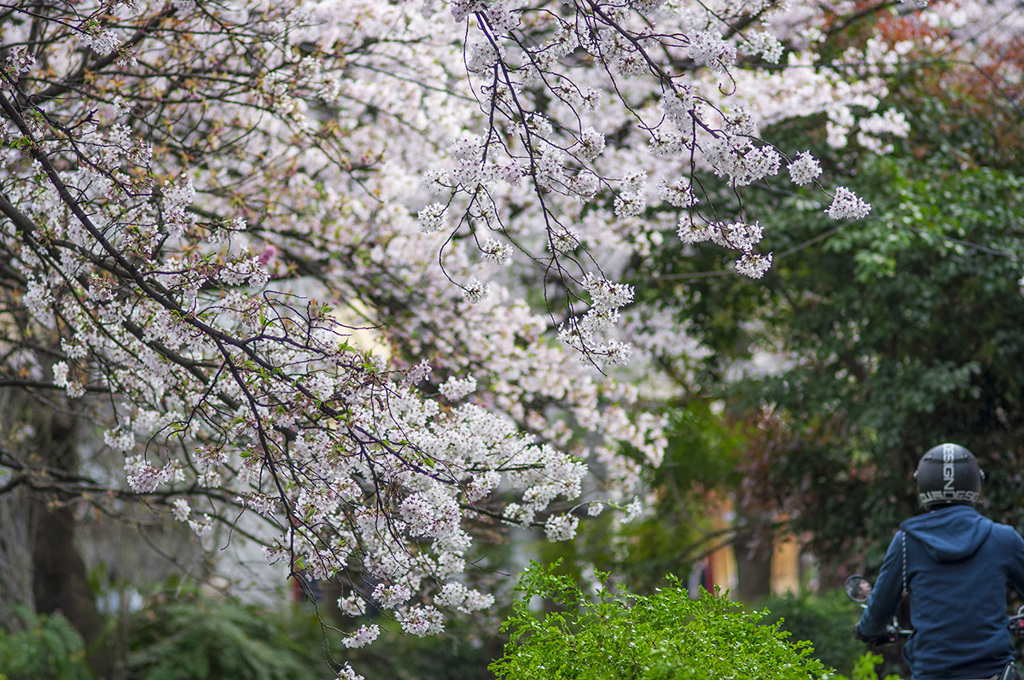 桜