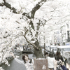 木屋町桜