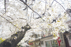 木屋町で桜撮り