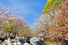 桜ロード