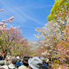 桜ロード