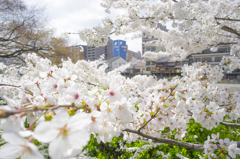 迫り来る桜