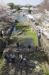 京都動物園前・桜3