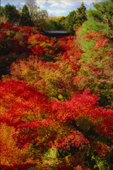 紅谷