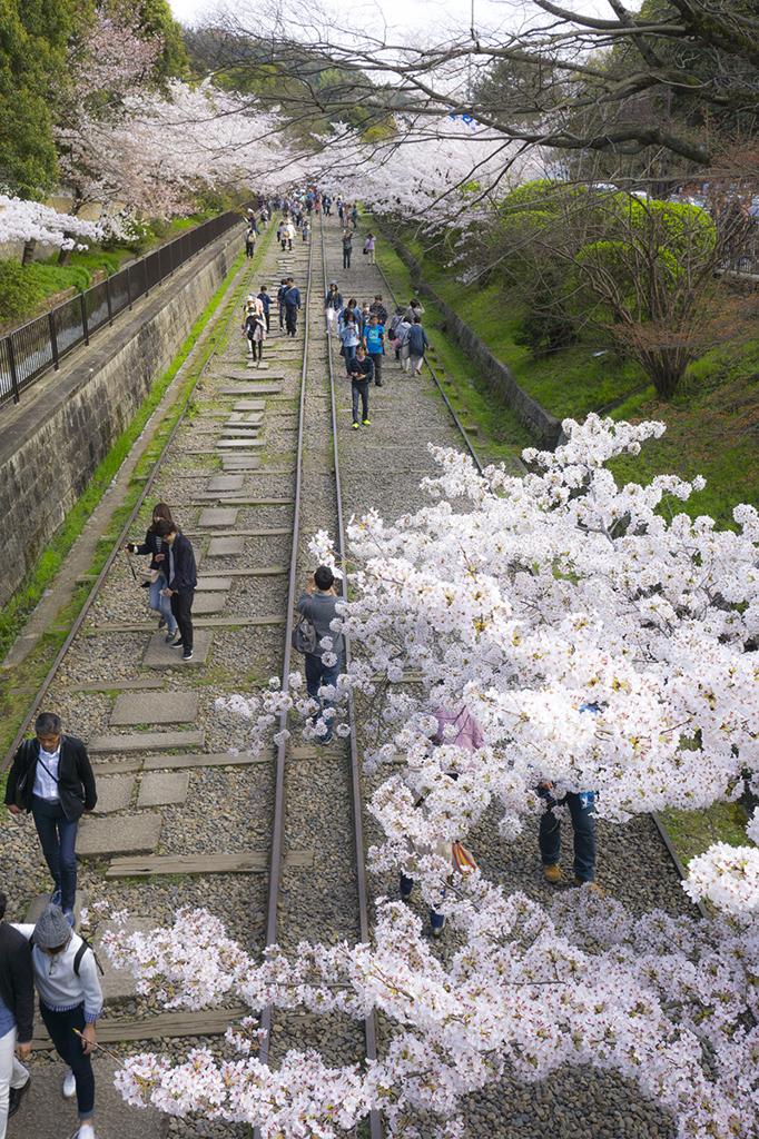 線路跡地・桜