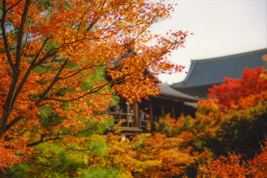 興福寺染まる